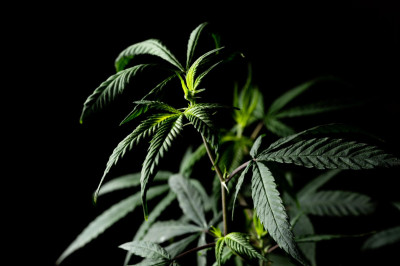 Sind HHZ Produkte in Deutschland legal?